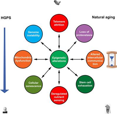 Are There Common Mechanisms Between the Hutchinson–Gilford Progeria Syndrome and Natural Aging?